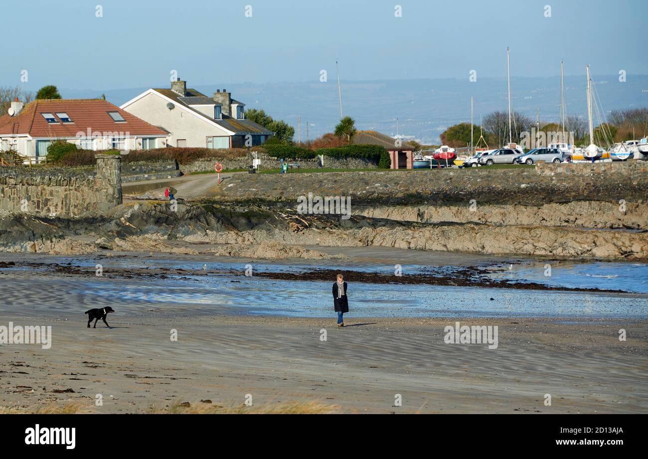 Solo cane Walker sulla spiaggia, Groomsport, Bangor, County Down, Irlanda del Nord, Regno Unito Foto Stock