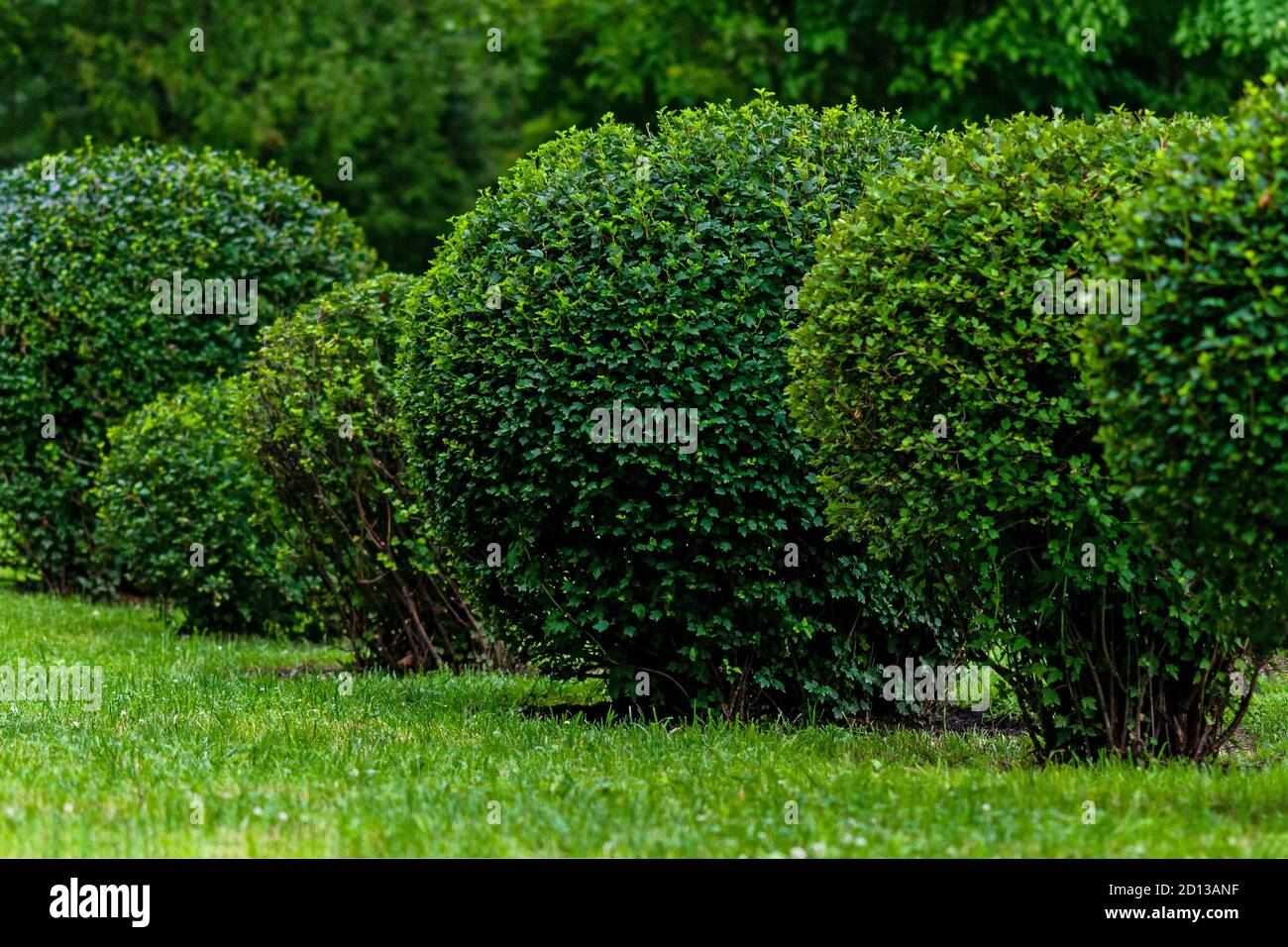 arbusti a forma di palla nel parco cittadino, arte topiaria Foto Stock