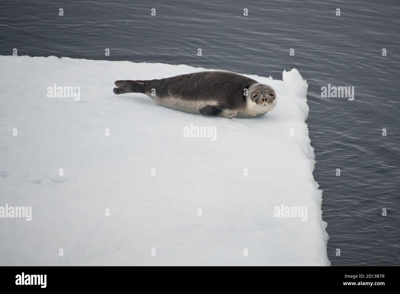 Un cucito di Harp Seal (Pagophilus groenlandicus) si trova sul bordo di un foglio di ghiaccio isolato nell'Oceano Artico.guardando la macchina fotografica. Foto Stock