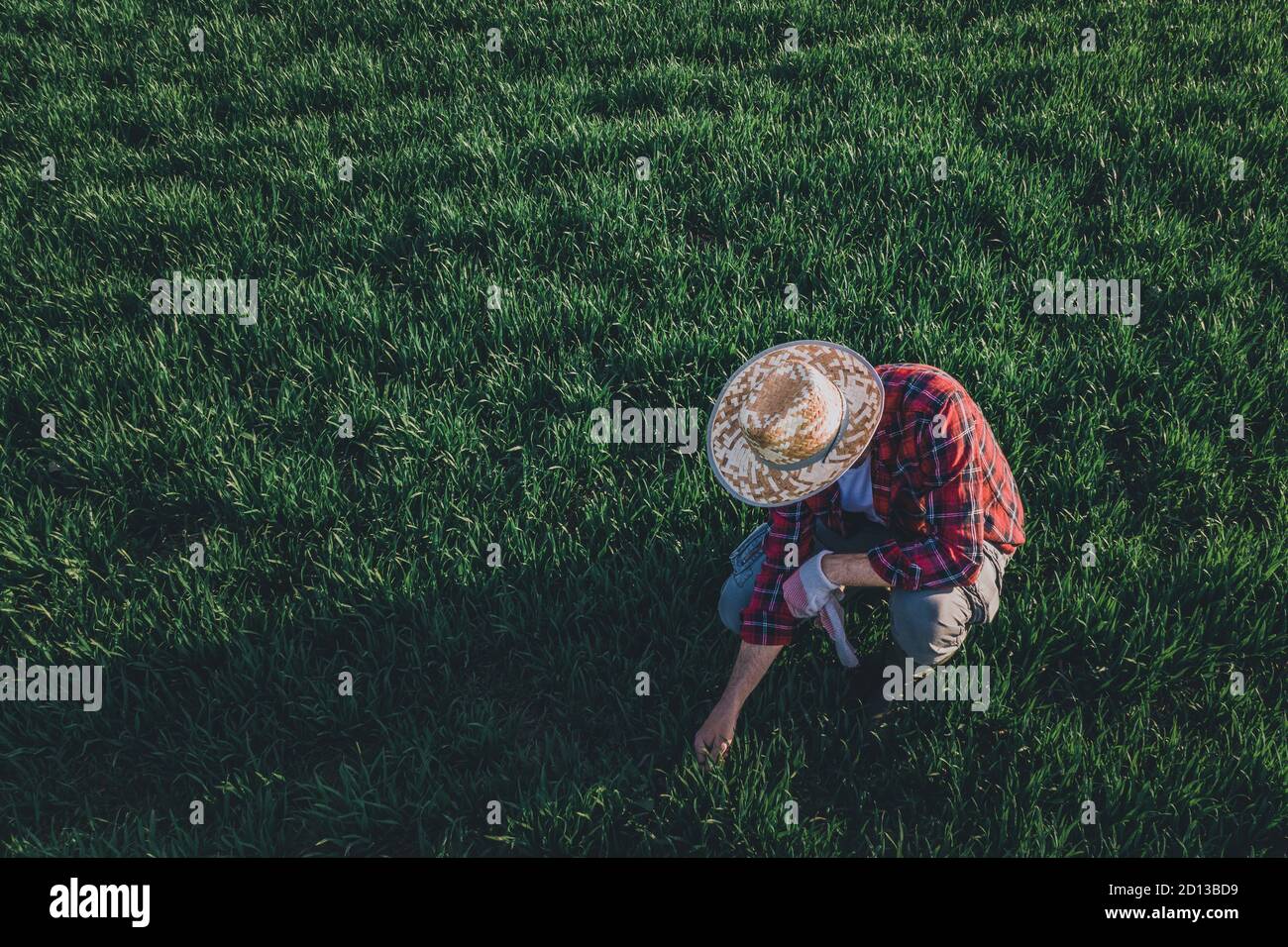 Coltivatore di grano che analizza lo sviluppo di raccolto, lavoratore di fattoria maschio adulto che controlla su piantagione di wheatgrass Foto Stock