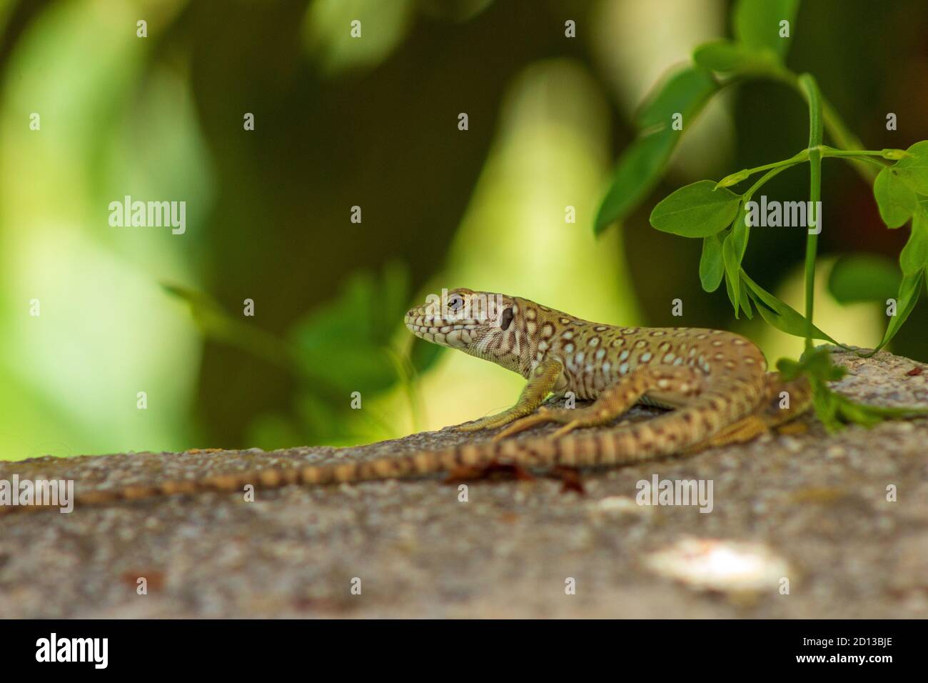 Timon lepidus, Ocellated lizard Foto Stock