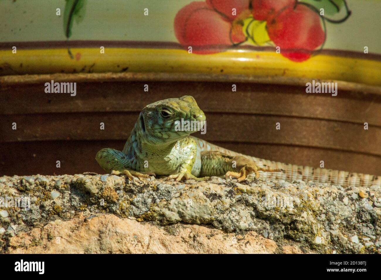 Timon lepidus, Ocellated lizard Foto Stock