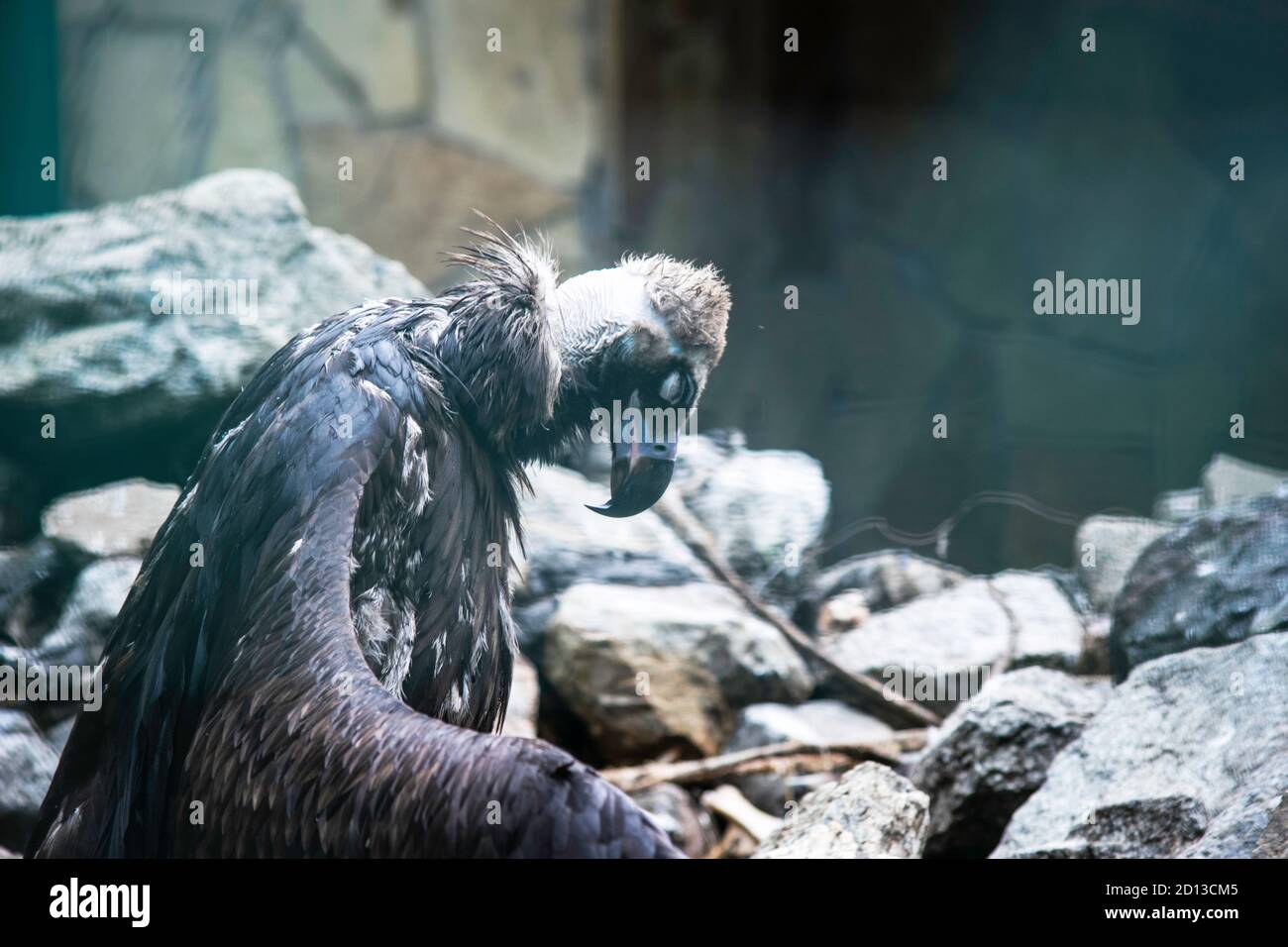 avvoltoio a testa bianca si siede su pietre e asciuga le ali dopo la pioggia Foto Stock