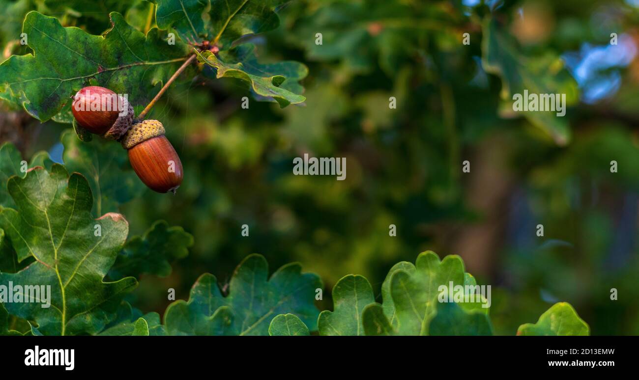Ghiande marroni su un ramo di quercia in una foresta. Chiocciatura di frutti di quercia e foglie su sfondo verde Foto Stock
