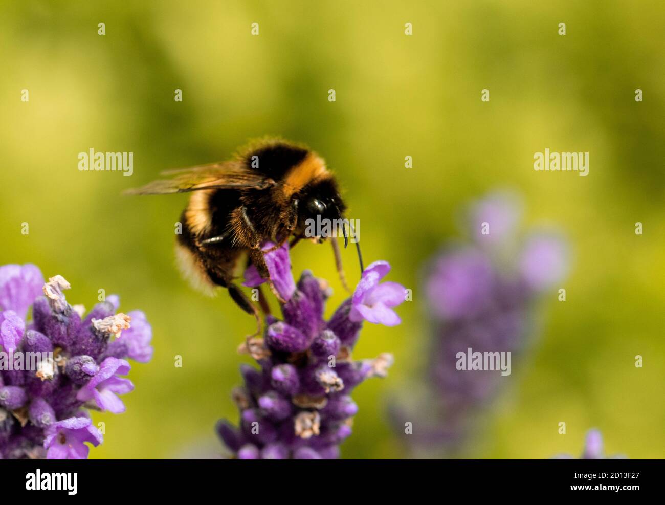 Bumblebee dalla coda bianca, Bombus lucorum, su un fiore nella campagna del Bedfordshire UK , estate 2020 Foto Stock