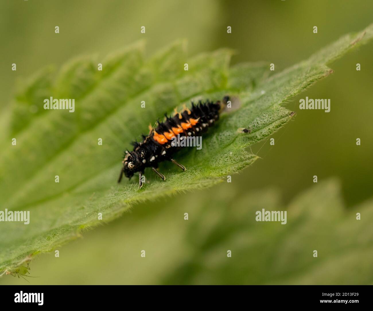 Ladybird larvae, seduto su una foglia in un prato inglese, Bedfordshire, Regno Unito 2020 Foto Stock