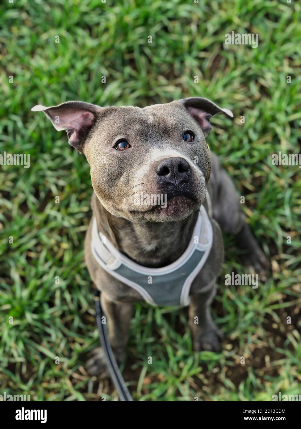 Vista dall'alto della razza blu di Staffordshire Bull Terrier che indossa l'imbracatura per cani. L'animale domestico siede giù sull'erba nel campo. Foto Stock