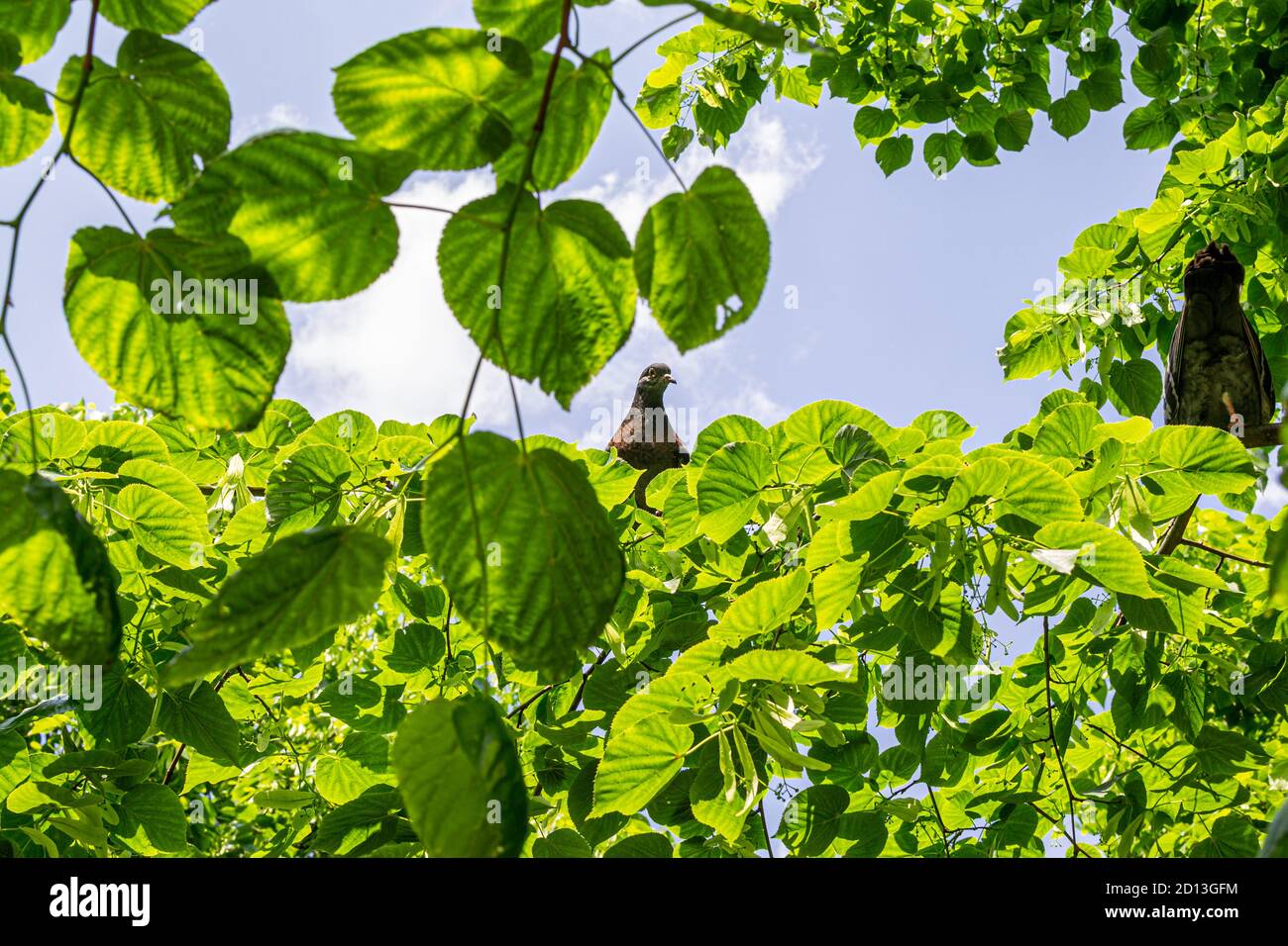 Piccione marrone su un ramo in giornata di sole Foto Stock