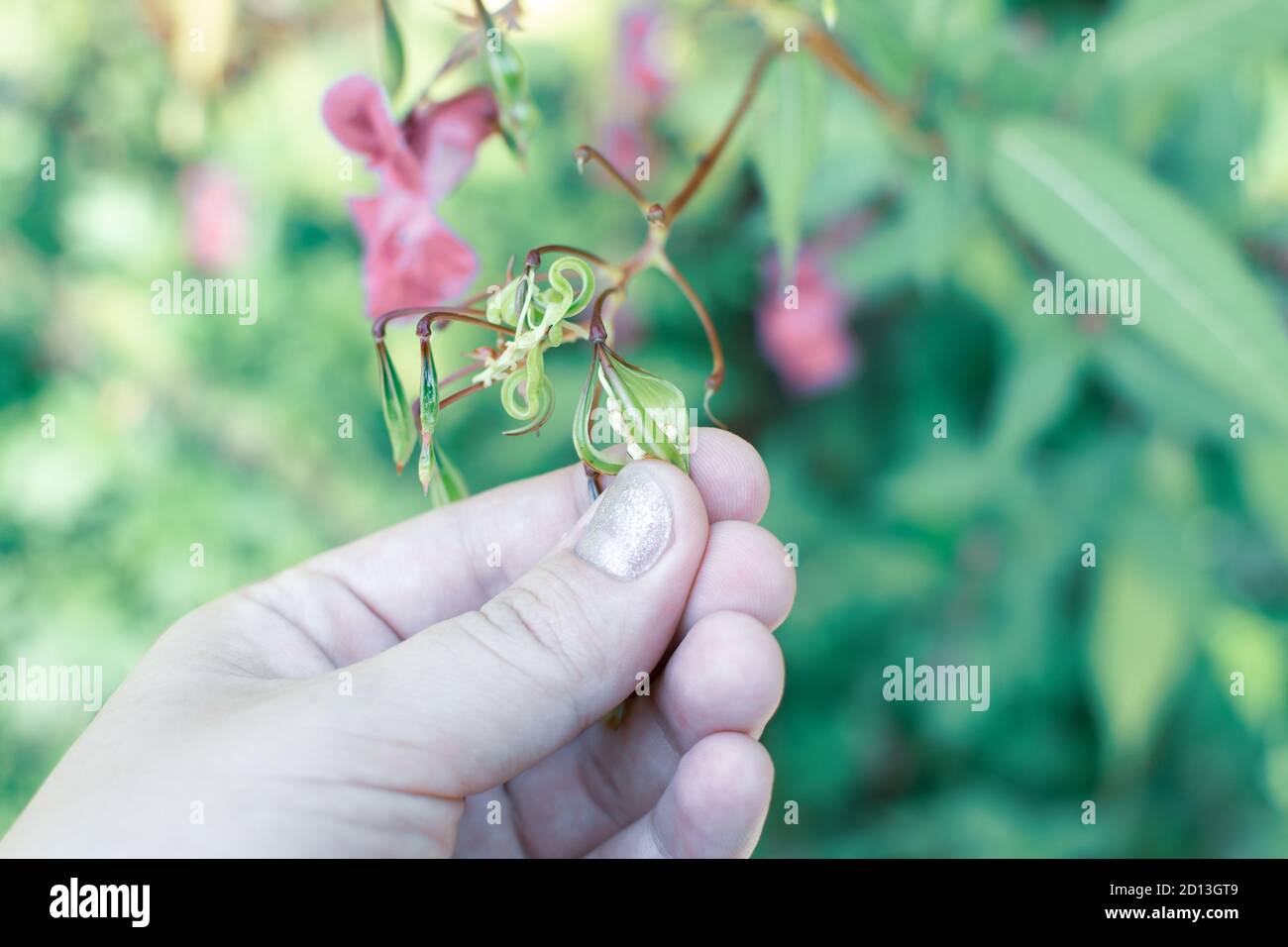 Semi di balsamo dell'Himalaya in mano primo piano foto. Poliziotto casco pianta, Bobby Tops, invasive specie di piante asiatiche. Foto Stock