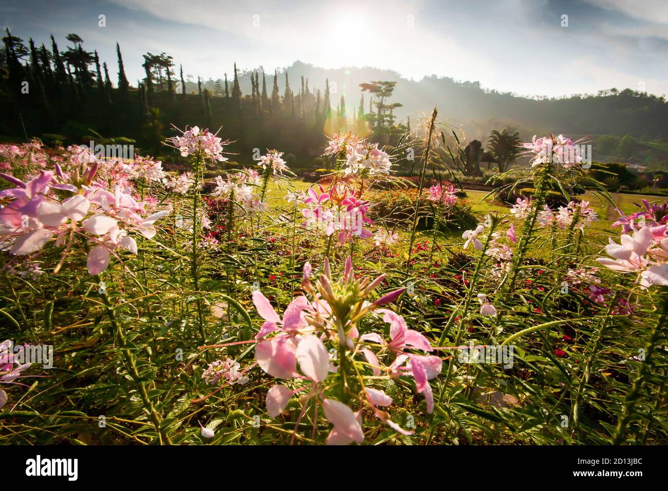 Fiori ragno in piena fioritura con rugiada alla luce precoce, l'alba estiva splende sul giardino botanico di Ban Piyamit, Yala, Thailandia meridionale. Foto Stock
