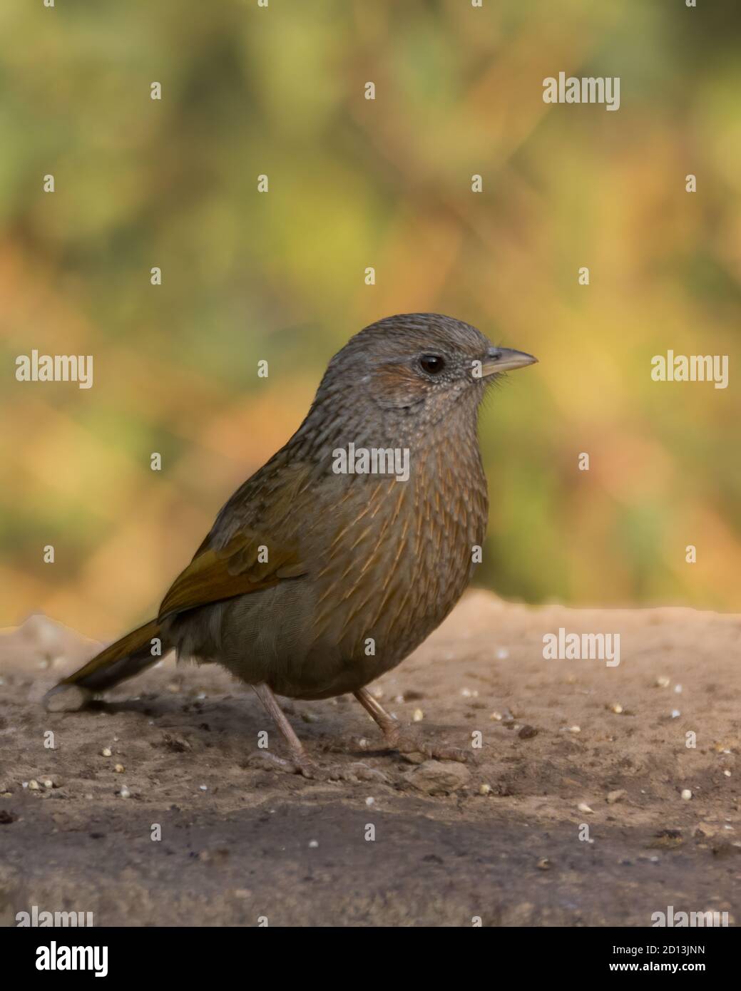 Una bella striscia Laughingthrush (Trocalopteron lineatum), foraggio a terra a Sattal, Uttarakhand in India. Foto Stock