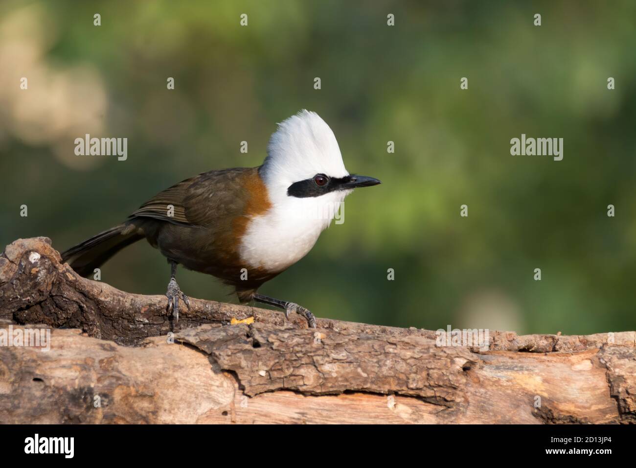 Un bellissimo Laughingthrush bianco-crestato (Garrulax leucolophus), arroccato su un ramo di albero nelle foreste di Sattal a Uttarakhand, India. Foto Stock