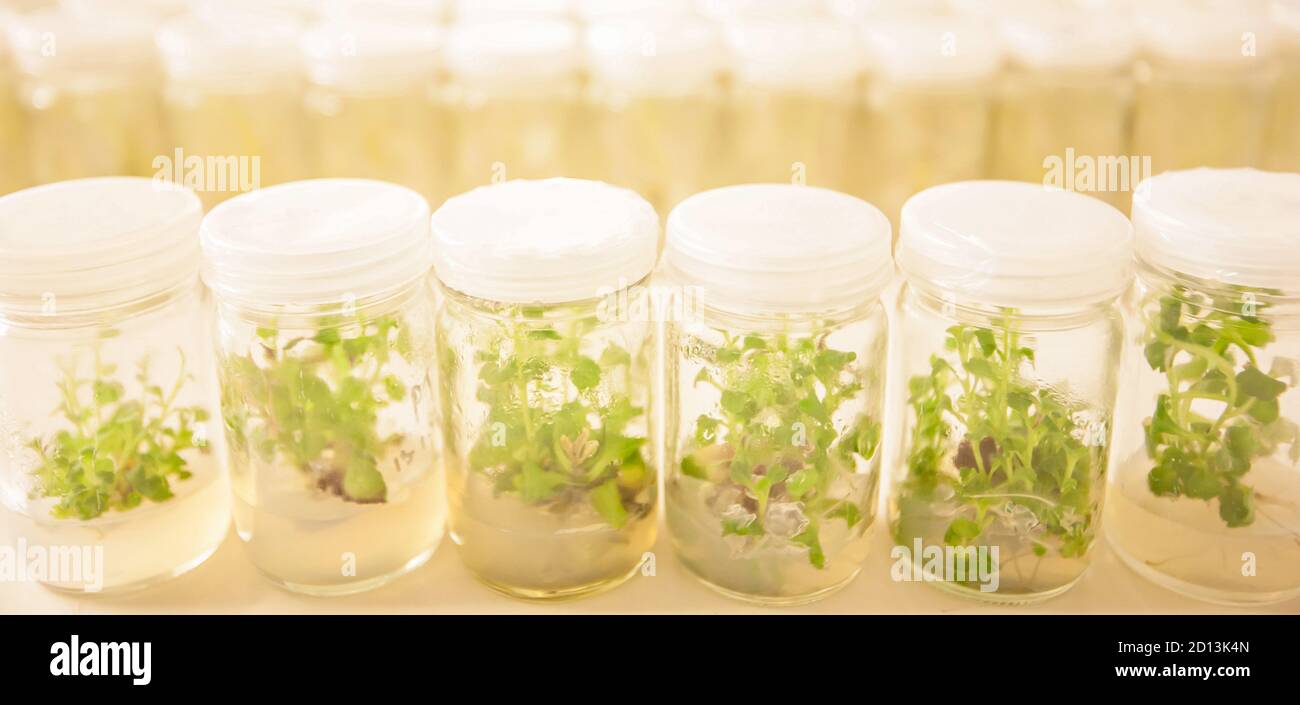 Un primo piano di coltura di tessuti vegetali in laboratorio, Asparagi e altre piante tropicali cresce in provetta. Laboratorio agricolo. Foto Stock
