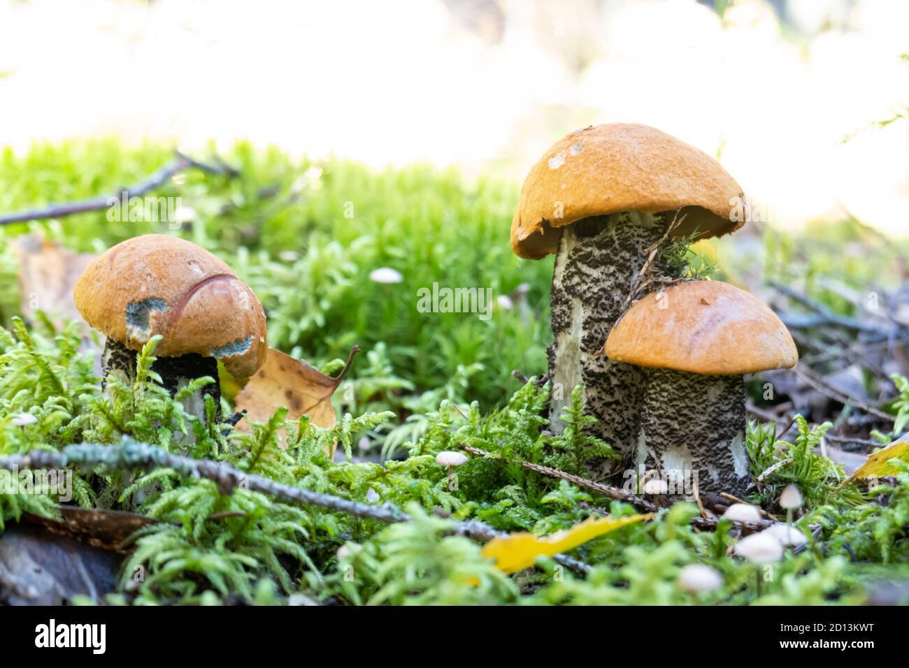 fungo un boleto arancione-cap è cresciuto in estate in foresta. Foto Stock