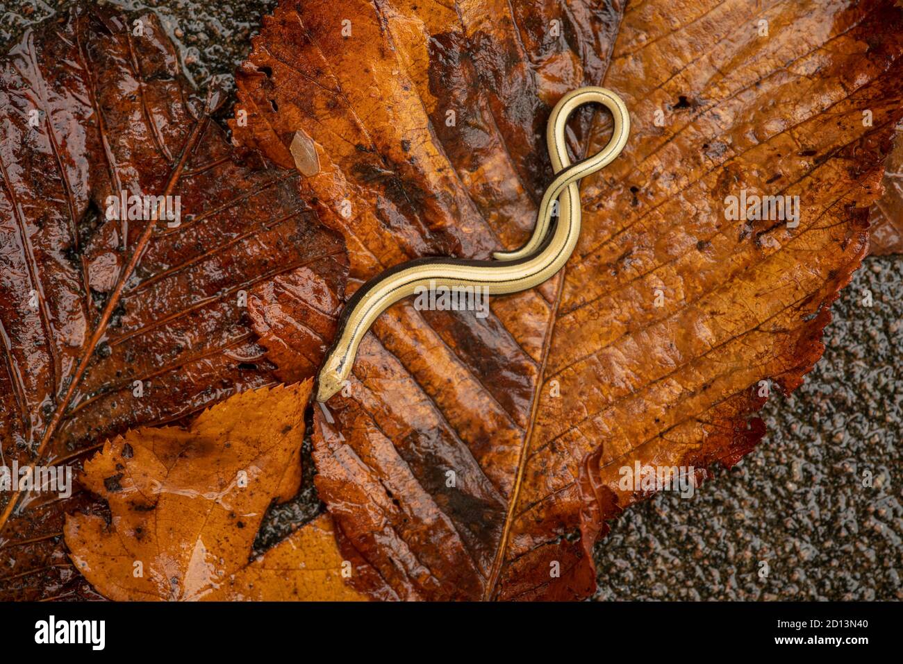 Verme lento, Anguis fragilis, giovanile, fine estate sulla brughiera del Buckinghamshire, su una piccola foglia che si stesa su stagno arrugginito Foto Stock