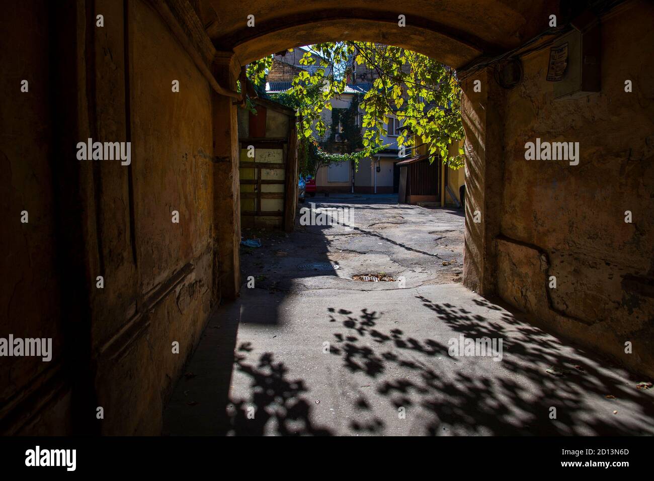 Cantieri Odessa. Ramo d'uva alla luce del sole Foto Stock