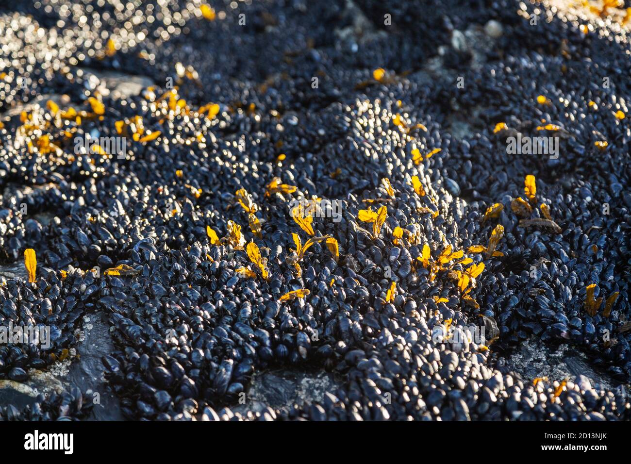 Cozze attaccate alle rocce su una spiaggia della Cornovaglia, Regno Unito Foto Stock