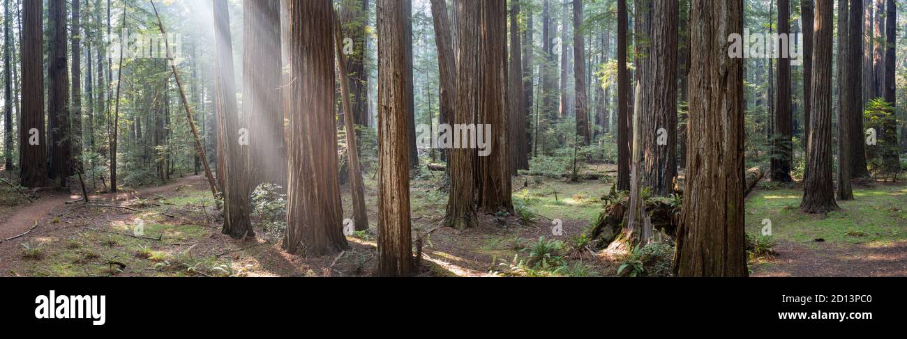 Travi di luce perforano una foresta di sequoie buia, imponente e a crescita antica a Humboldt, California. Gli alberi di sequoia sono le specie di alberi più alte della Terra. Foto Stock