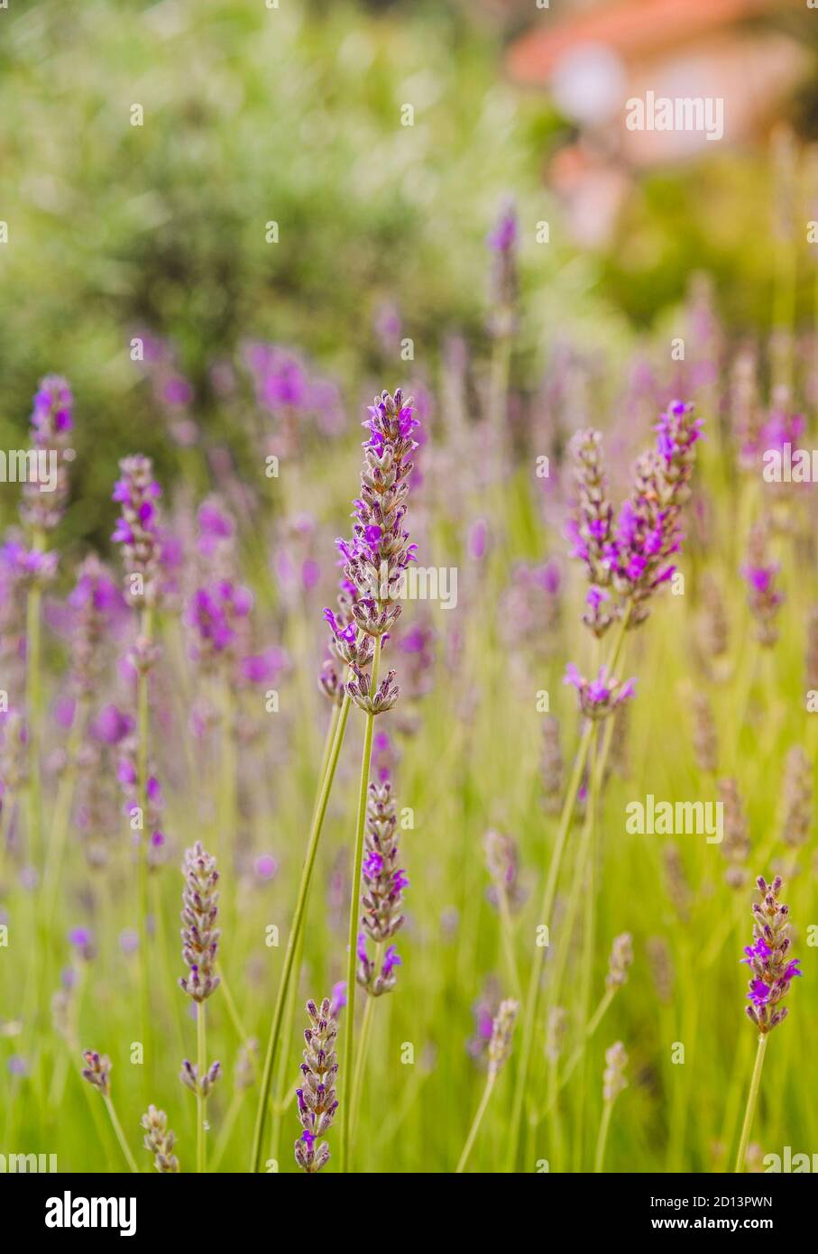 Giardino con la fiorente lavanda, fuoco selettivo Foto Stock