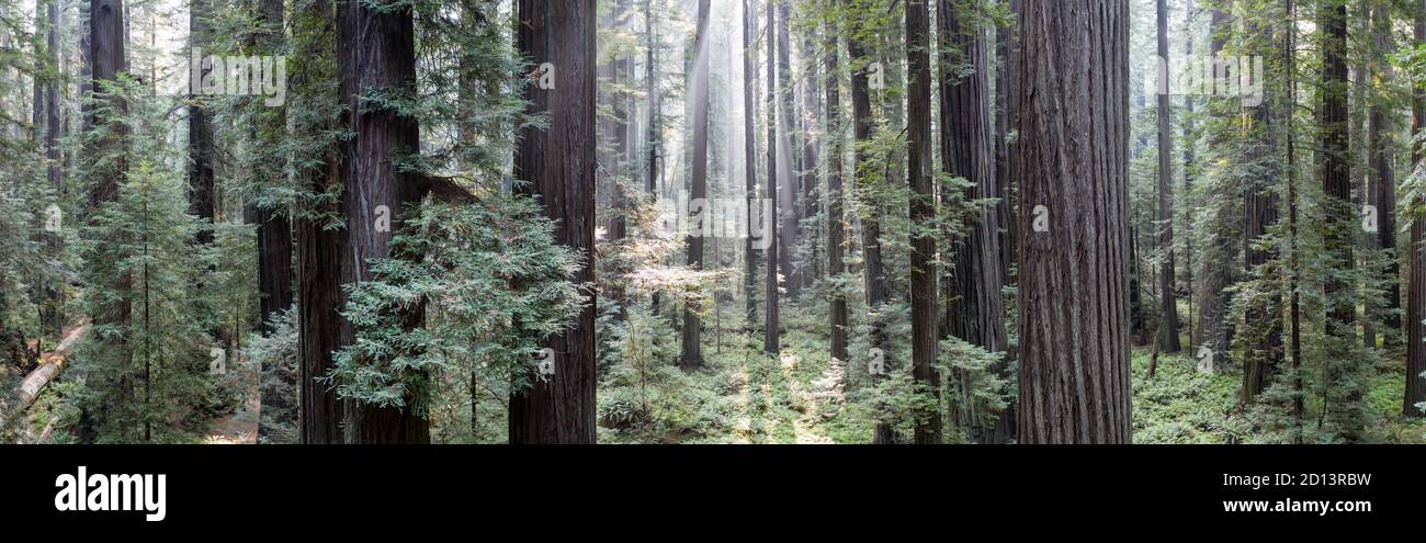 Travi di luce perforano una foresta di sequoie buia, imponente e a crescita antica a Humboldt, California. Gli alberi di sequoia sono le specie di alberi più alte della Terra. Foto Stock