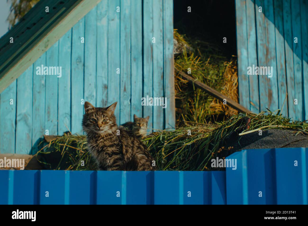 Due gattini dagli occhi blu seduti su un fienile blu Foto Stock