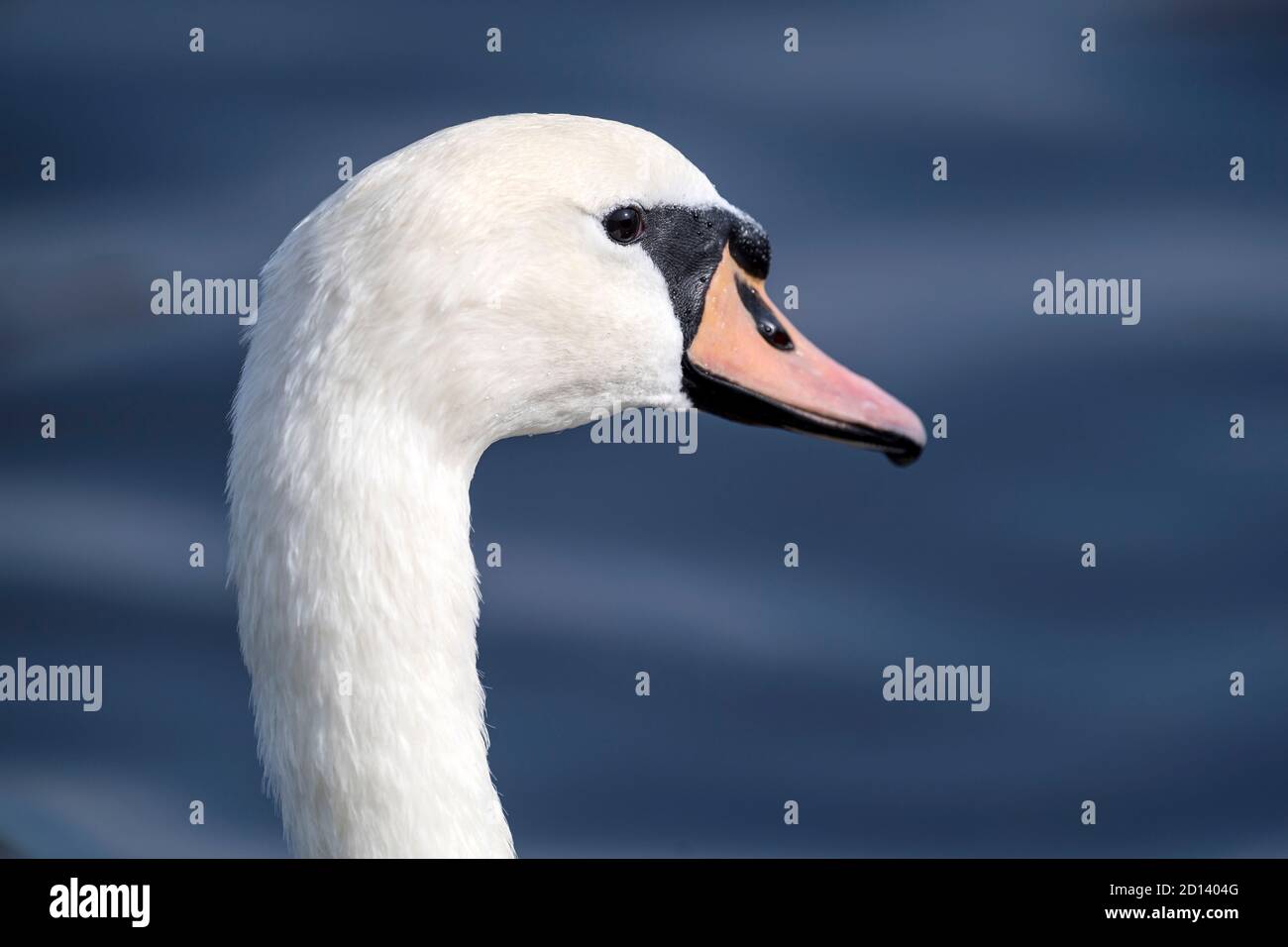 cigno bianco muto sul fiume Foto Stock