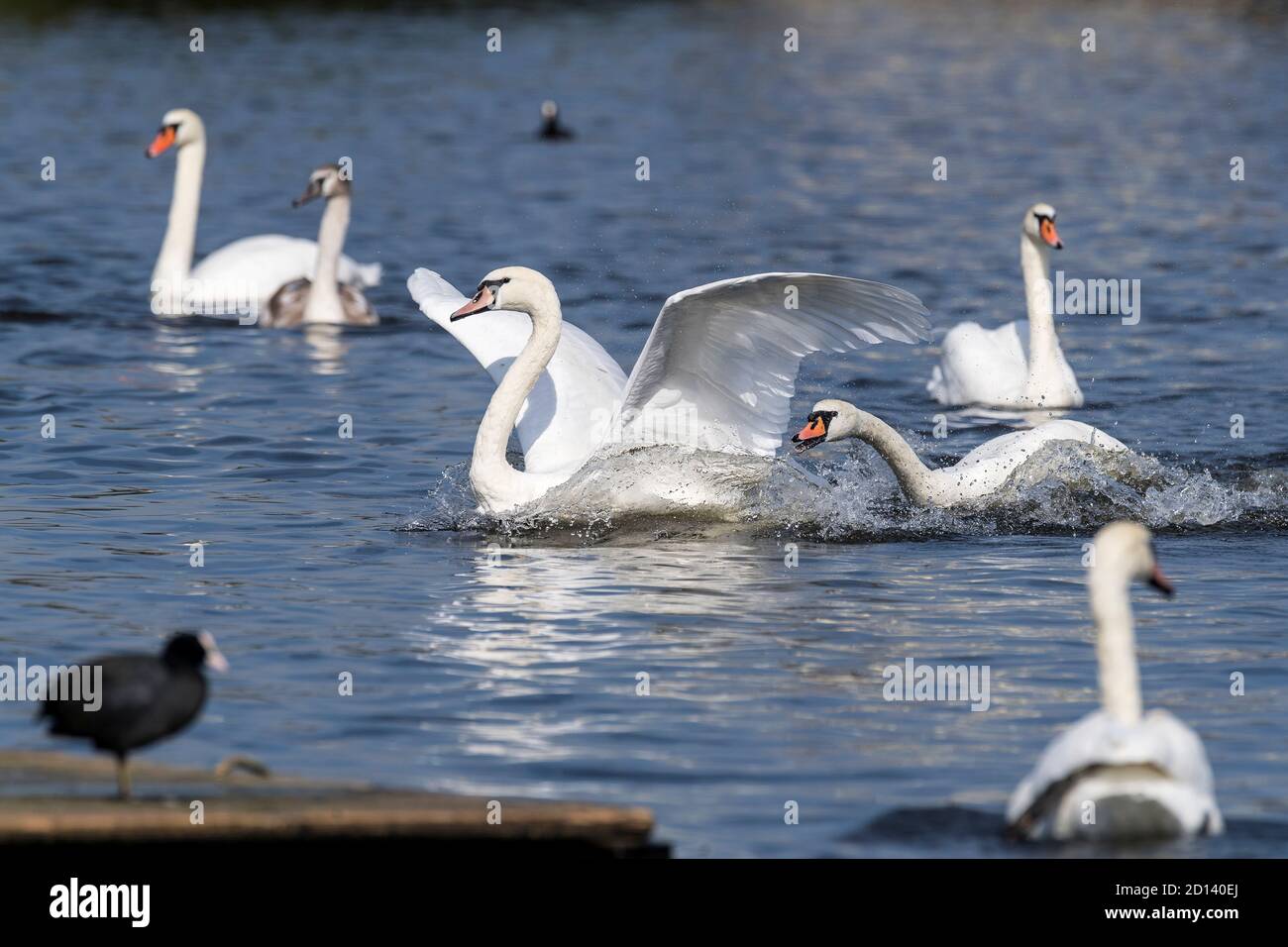 combattendo cigni muti bianchi sul fiume Foto Stock