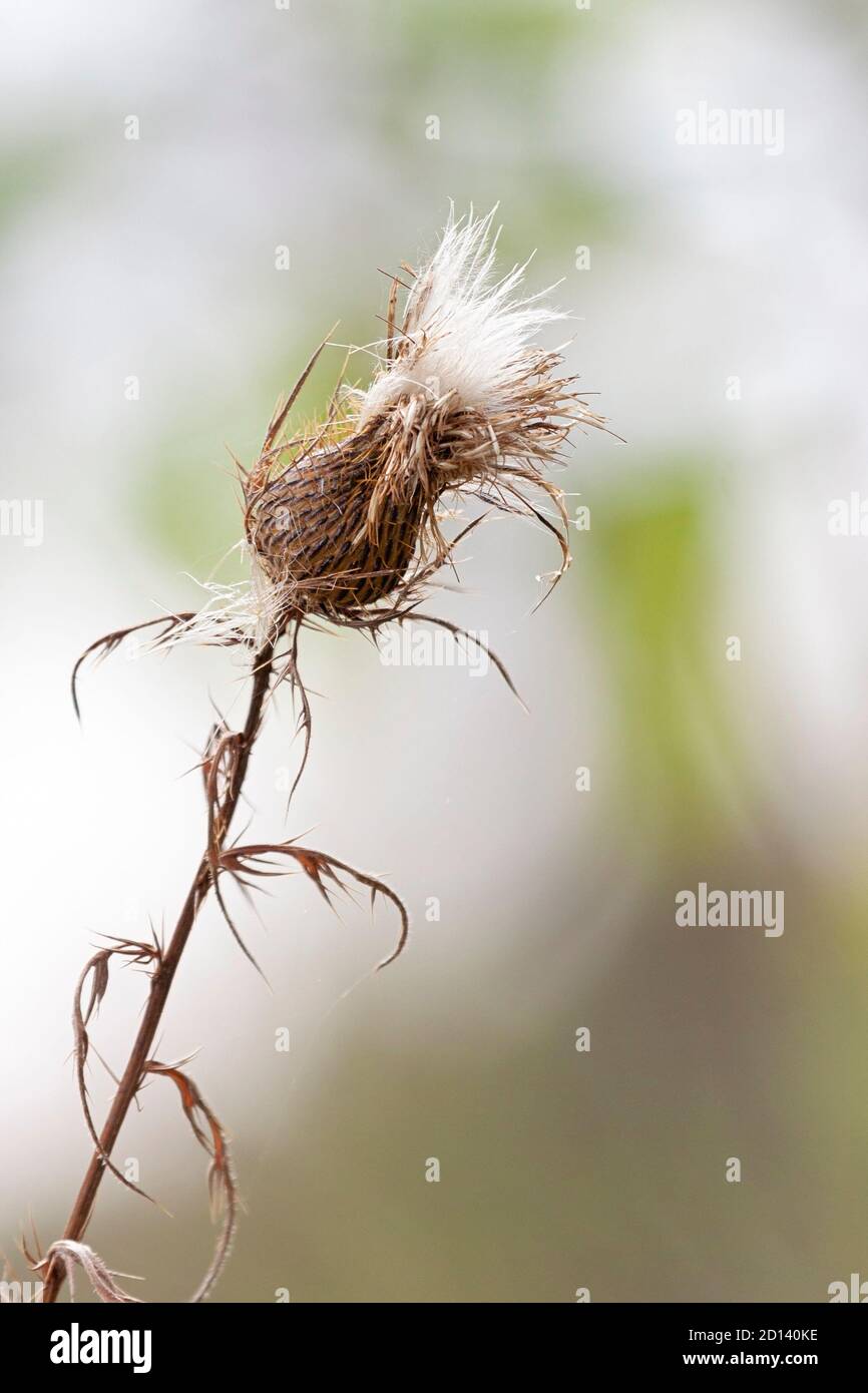 Un lone che semina il thistle si inclina lateralmente in una prateria aperta. Sono i semi che emergono dalla cima pronti a soffiare via nel vento. Foto Stock