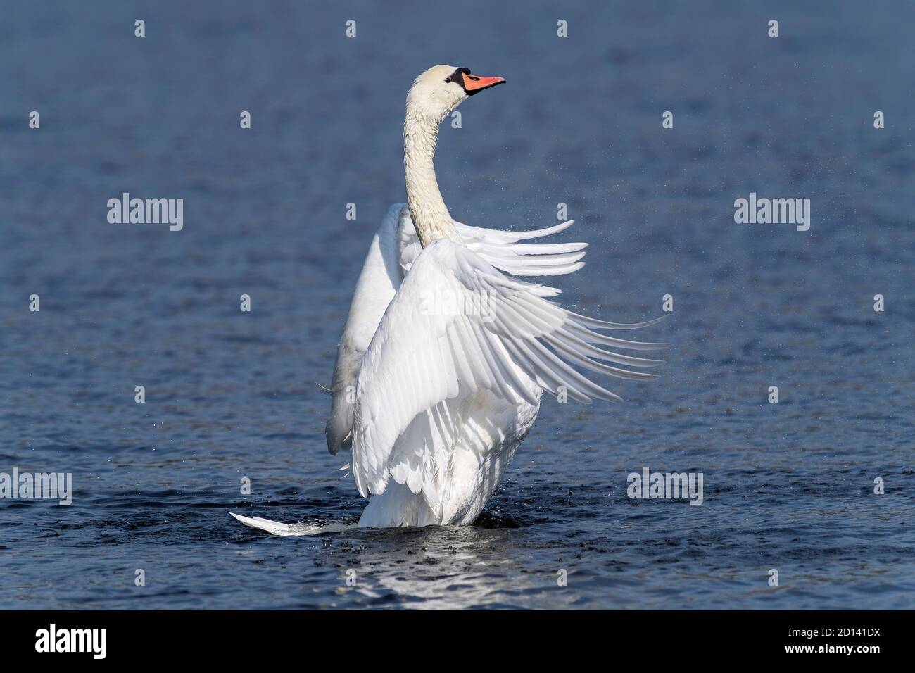 disattiva il decollo del cigno bianco Foto Stock