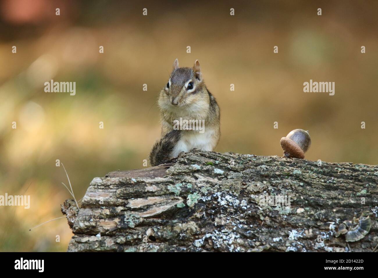 Carino piccolo chipmunk seduta su un log in autunnale grooming la coda Foto Stock