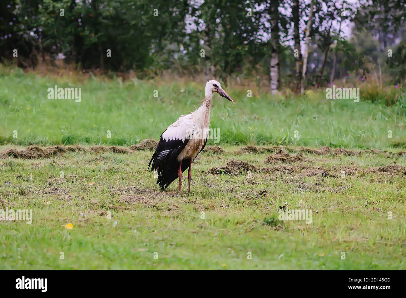 Cicogna bianca europea, uccello Ciconia su campo verde estivo in campagna Foto Stock