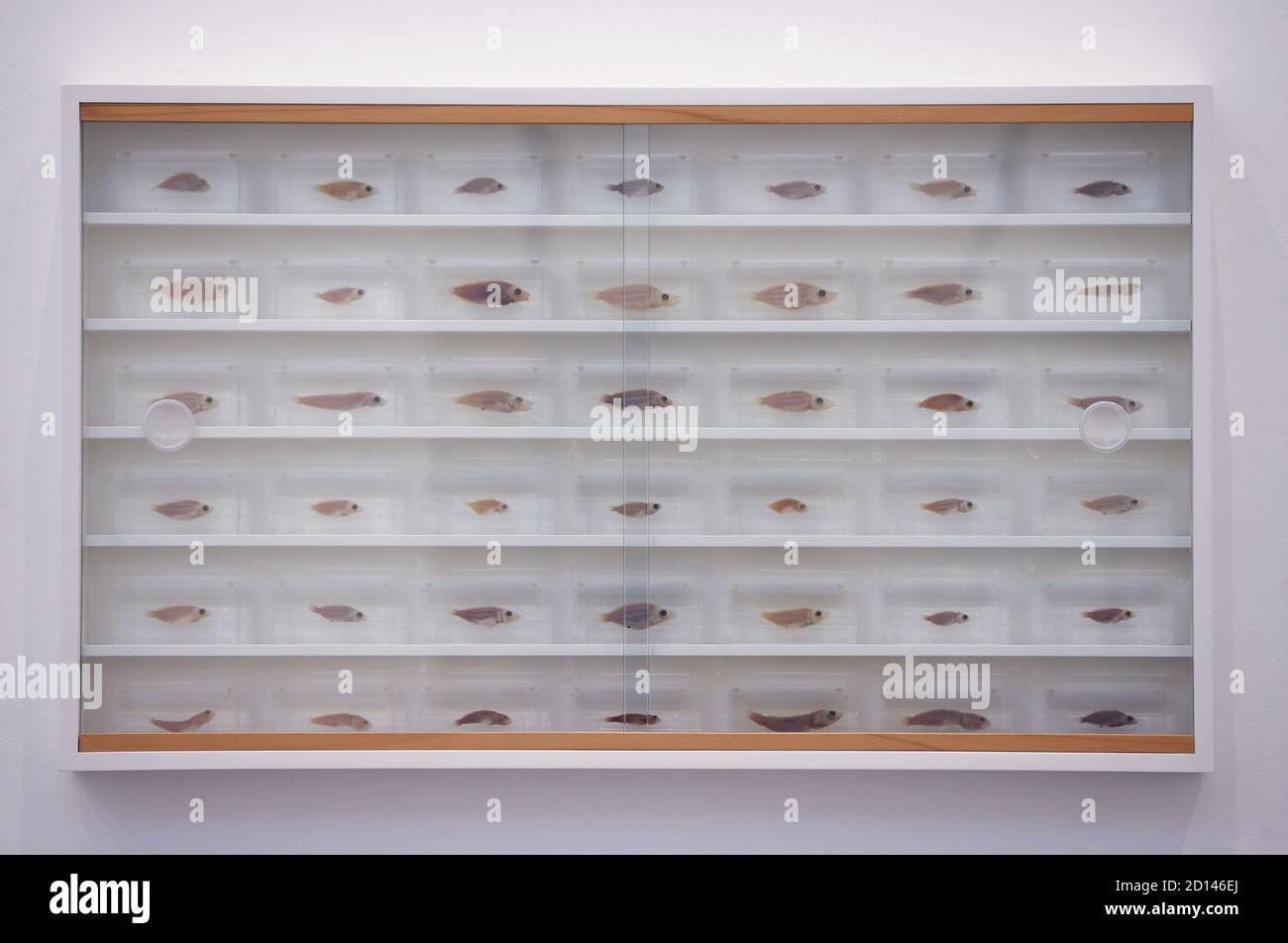 L'opera dell'artista 'Untitled', 1995, durante un'anteprima della mostra personale di Damien Hirst intitolata 'End of a Century' alla Newport Street Gallery di Londra, Che sarà caratterizzato da oltre cinquanta opere d'arte che dureranno gli anni formativi di Hirst come studente negli anni '80 fino a diventare uno dei principali artisti contemporanei britannici durante gli anni '90. Foto Stock