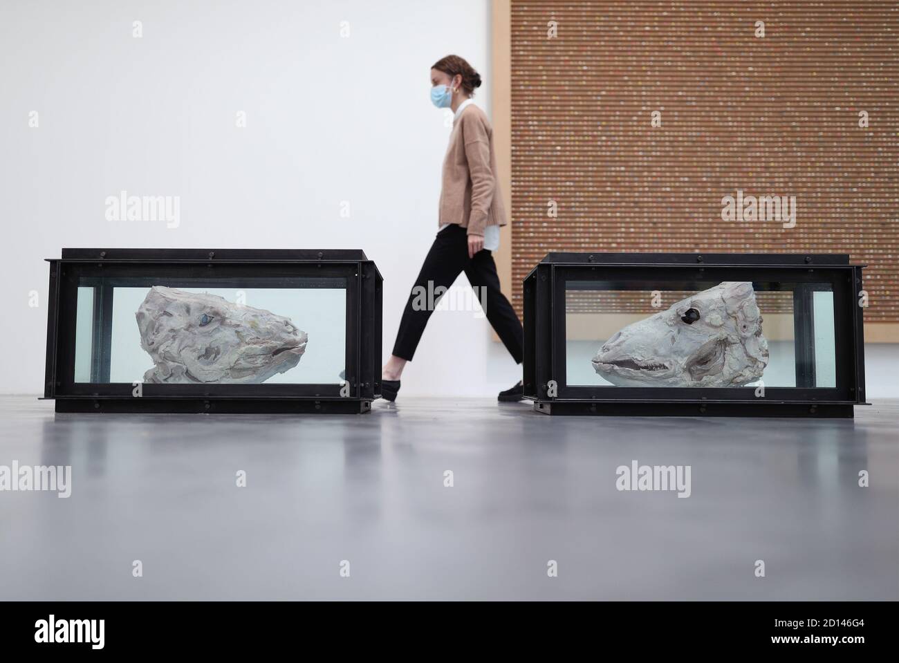 Un membro del personale della galleria si pone accanto a 'Head out', 1993, durante un'anteprima della mostra personale di Damien Hirst intitolata 'End of a Century' alla Newport Street Gallery di Londra, Che sarà caratterizzato da oltre cinquanta opere d'arte che dureranno gli anni formativi di Hirst come studente negli anni '80 fino a diventare uno dei principali artisti contemporanei britannici durante gli anni '90. Foto Stock