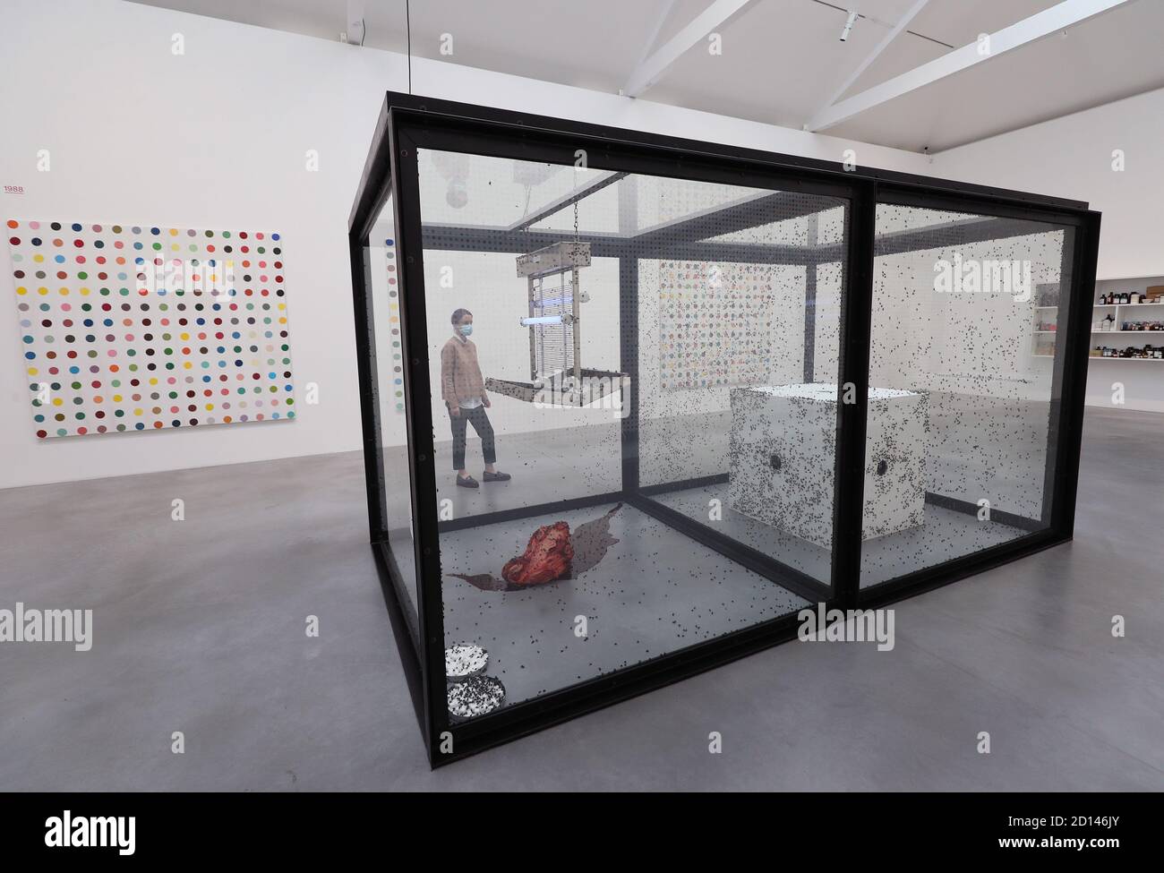 Un membro del personale della galleria si pone accanto a 'CENTO anni', 1990, durante un'anteprima della mostra personale di Damien Hirst intitolata 'fine di un secolo' alla Newport Street Gallery di Londra, Che sarà caratterizzato da oltre cinquanta opere d'arte che dureranno gli anni formativi di Hirst come studente negli anni '80 fino a diventare uno dei principali artisti contemporanei britannici durante gli anni '90. Foto Stock