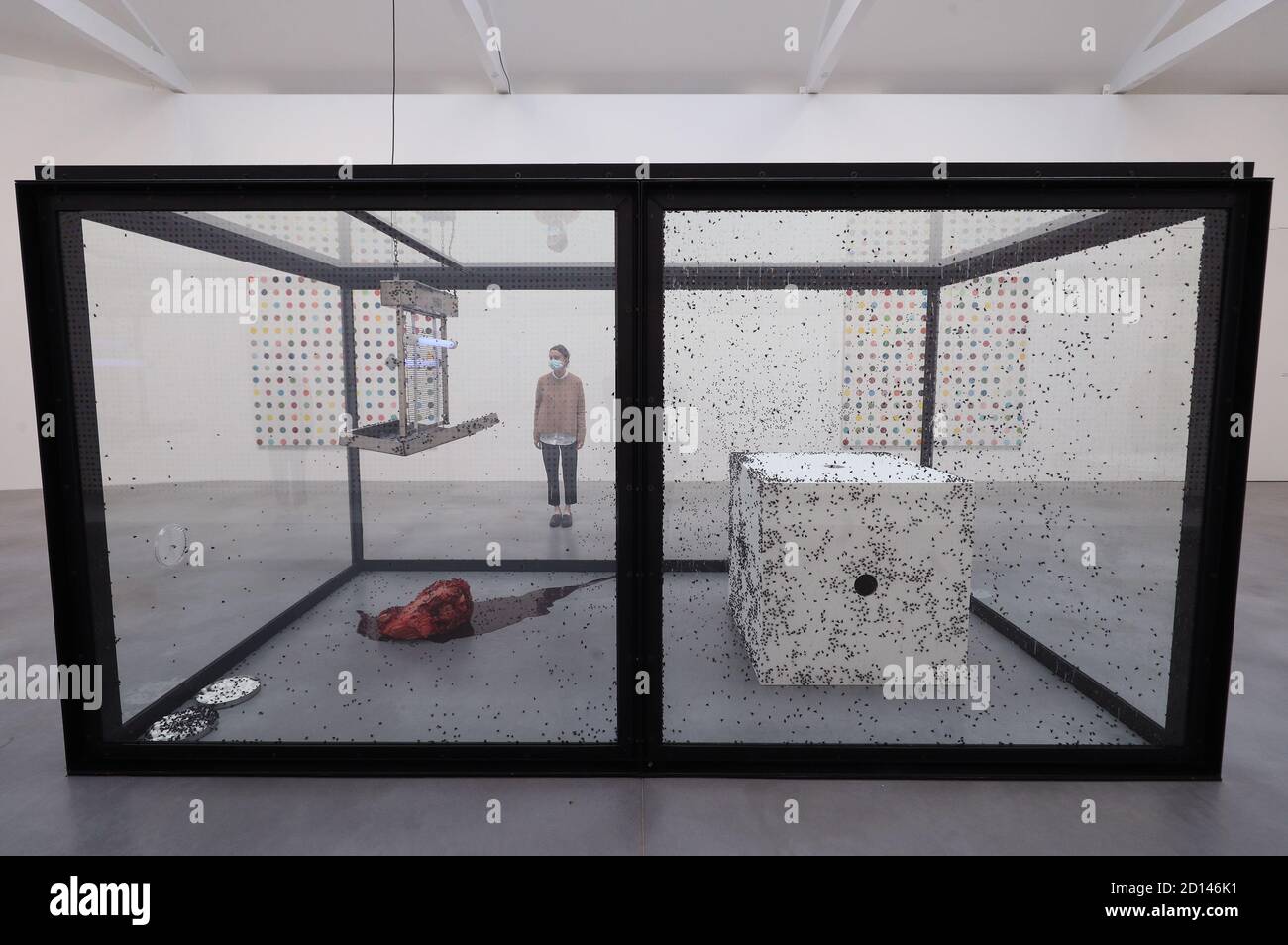 Un membro del personale della galleria si pone accanto a 'CENTO anni', 1990, durante un'anteprima della mostra personale di Damien Hirst intitolata 'fine di un secolo' alla Newport Street Gallery di Londra, Che sarà caratterizzato da oltre cinquanta opere d'arte che dureranno gli anni formativi di Hirst come studente negli anni '80 fino a diventare uno dei principali artisti contemporanei britannici durante gli anni '90. Foto Stock