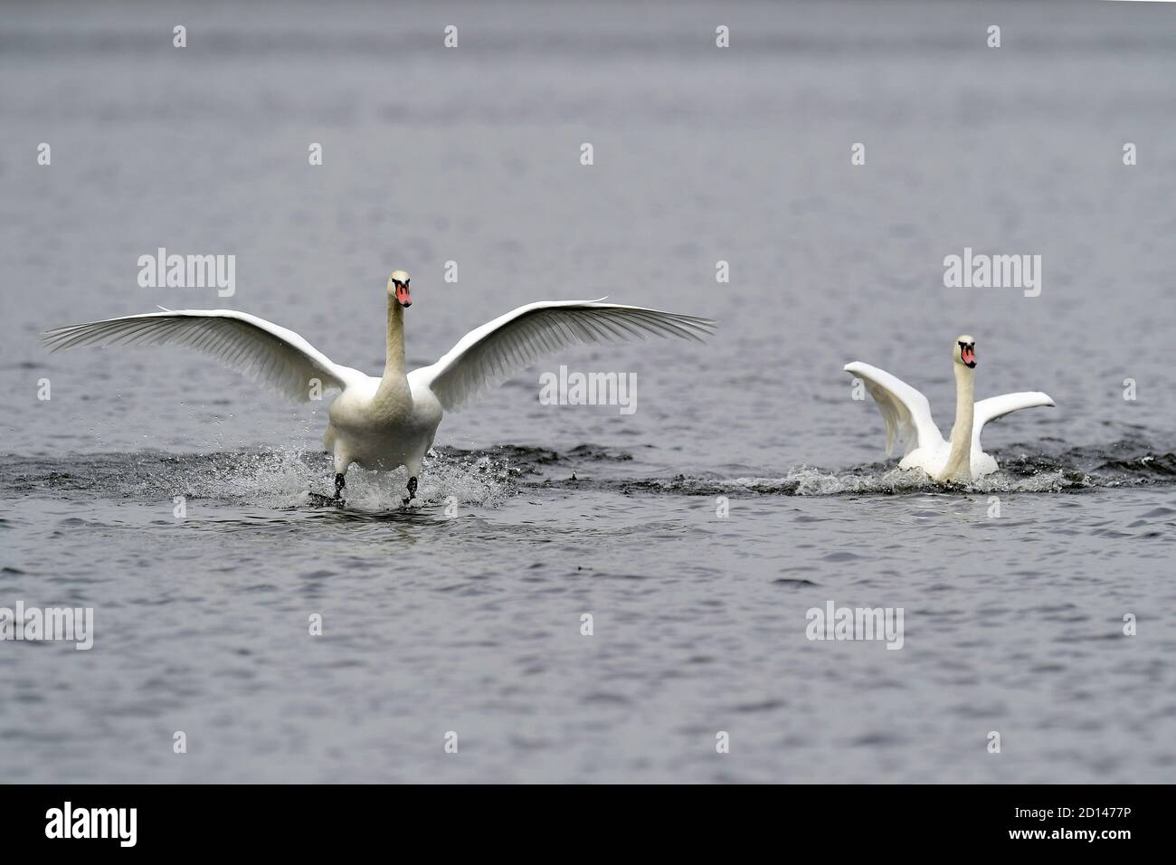 atterraggio di bianco muto cigno sul fiume Foto Stock