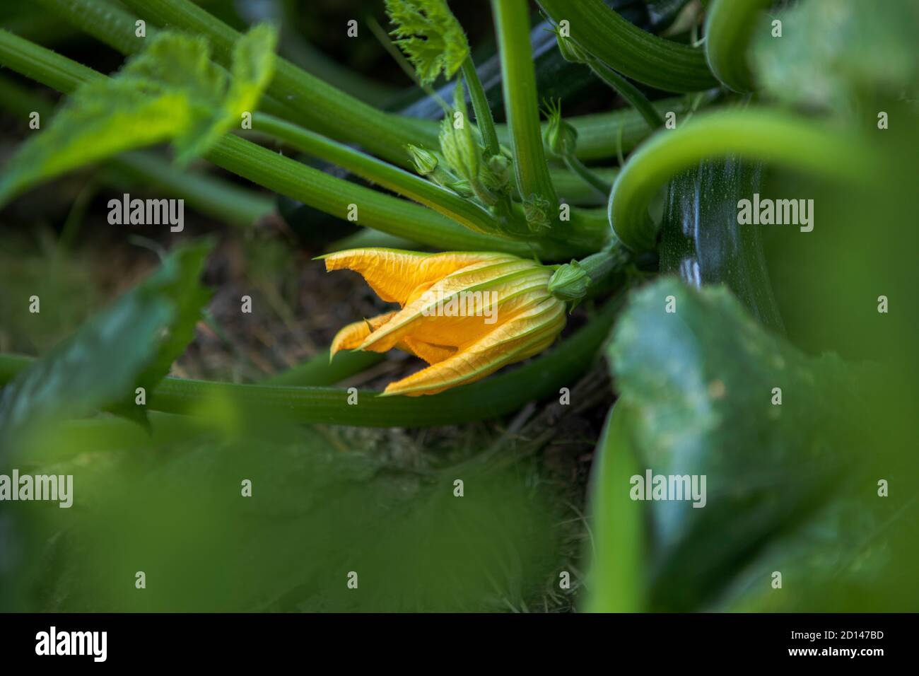 Fiori di zucchine che crescono su piante all'aperto. Foto Stock