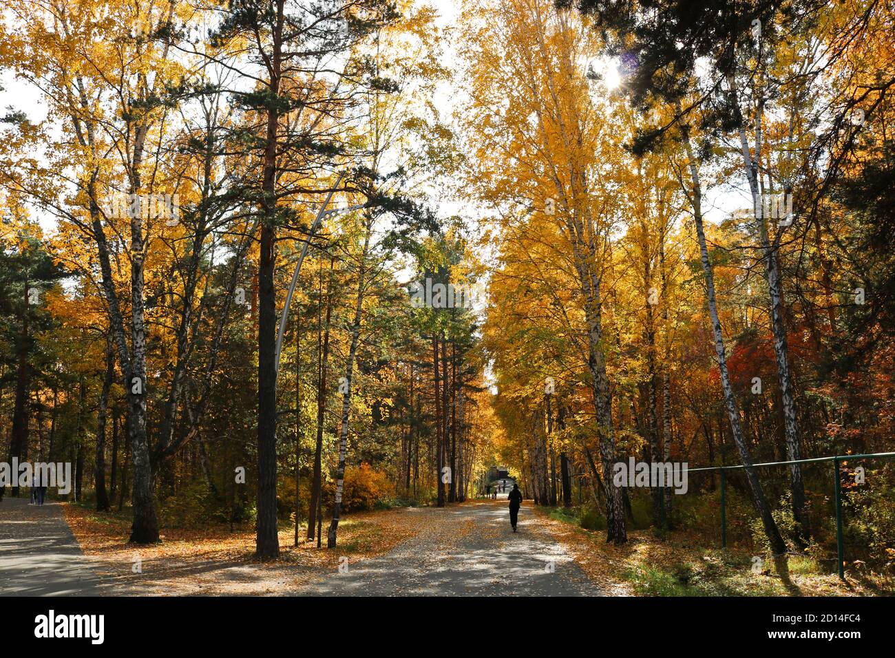 Estate indiana - un percorso asfaltato in un parco cittadino tra uccelli con fogliame giallo. Sfondo autunno. Foto Stock