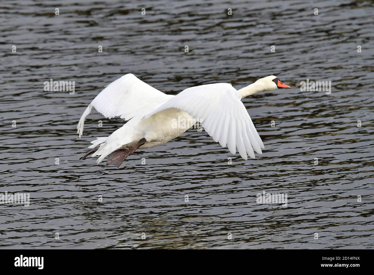 disattiva il decollo del cigno bianco Foto Stock