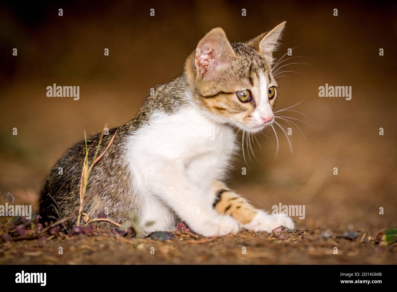 Gattino femminile bianco e nero che guarda a destra, animali domestici, fotografia di gatto che gioca all'esterno, fuoco selettivo poco profondo, sfondo verde erba sfocato Foto Stock