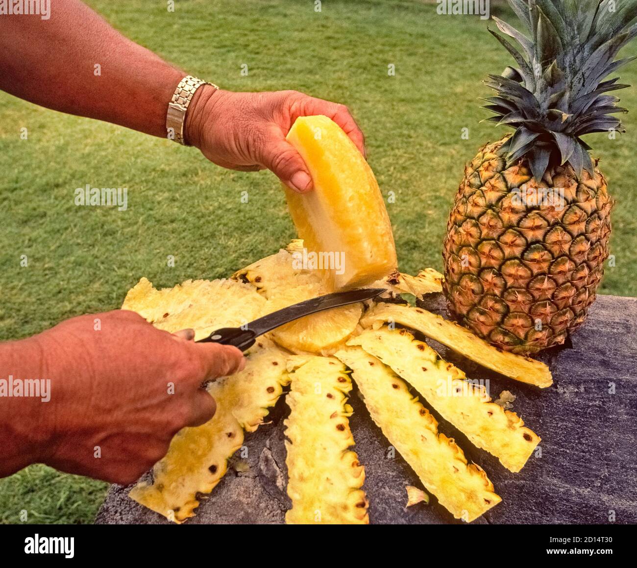 Un bell'ananas intero fresco dal campo è stato sbucciato e affettato in sezioni da un uomo con un coltello per la degustazione da parte dei visitatori delle Hawaii, USA. La deliziosa frutta succosa è cresciuta da oltre 100 anni sulle isole hawaiane di Oahu, Maui e Lanai nell'Oceano Pacifico settentrionale. Vaste piantagioni lì produsse la maggior parte del raccolto mondiale di ananas a metà del 1900, ma oggi le Hawaii non si classificano nemmeno tra i primi dieci produttori globali. Tuttavia, l'ananas è un simbolo iconico dello stato di Aloha e le Hawaii rimangono l'unico stato negli Stati Uniti dove si coltiva l'ananas. Foto Stock