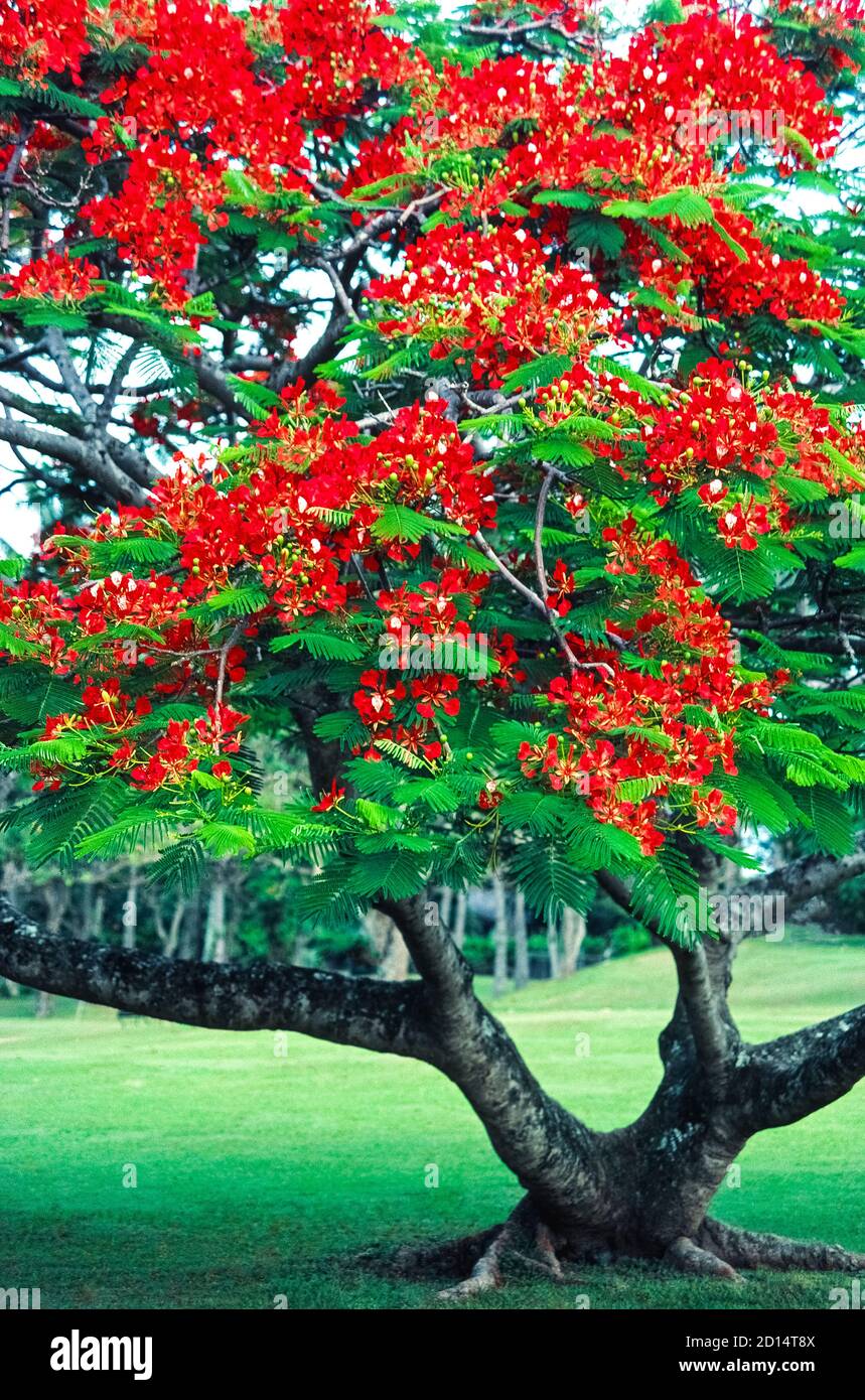 Un albero maturo della Poinciana reale (regione di Delonix) mostra i suoi grandi fiori di rosso brillante che fioriscono dalla primavera all'estate nelle isole tropicali hawaiane, USA. Chiamato anche un albero flamboyant o un albero di fiamma, i suoi colori dei fiori possono variare ampiamente da scarlatto profondo a giallo dorato e ogni gamma di arancio in mezzo. Originario del Madagascar, la Poinciana reale fu introdotta alle Hawaii a metà del XIX secolo e da allora è diventata un albero ornamentale popolare. Può crescere fino a 40 piedi (12 metri) e può diffondere i suoi rami con foglie fernacee altrettanto larghe. Foto Stock
