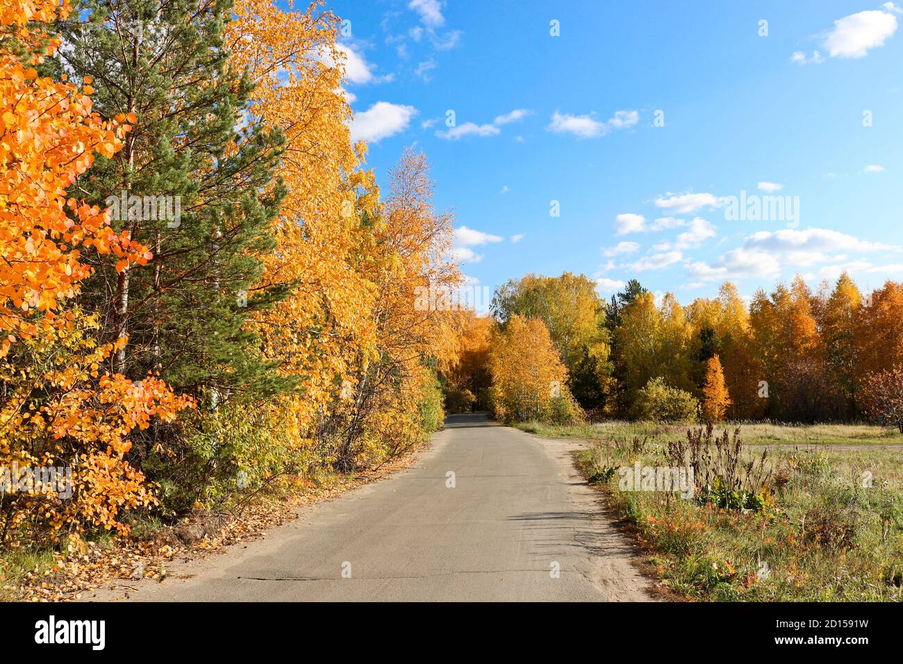 Estate indiana - un percorso asfaltato in un parco cittadino tra alberi con foglie gialle e arancioni. Sfondo autunno. Foto Stock