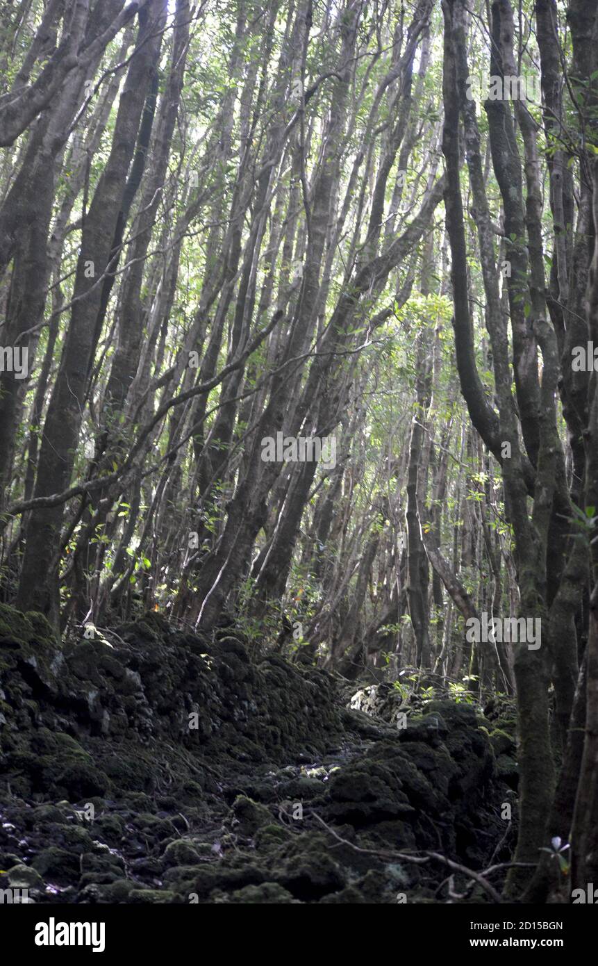 Foresta secondaria coltivata nel bioma di laurisilva dell'isola di Pico, (Azzorre, Portogallo), attualmente dominata dalla specie australiana altamente invasiva Pit Foto Stock