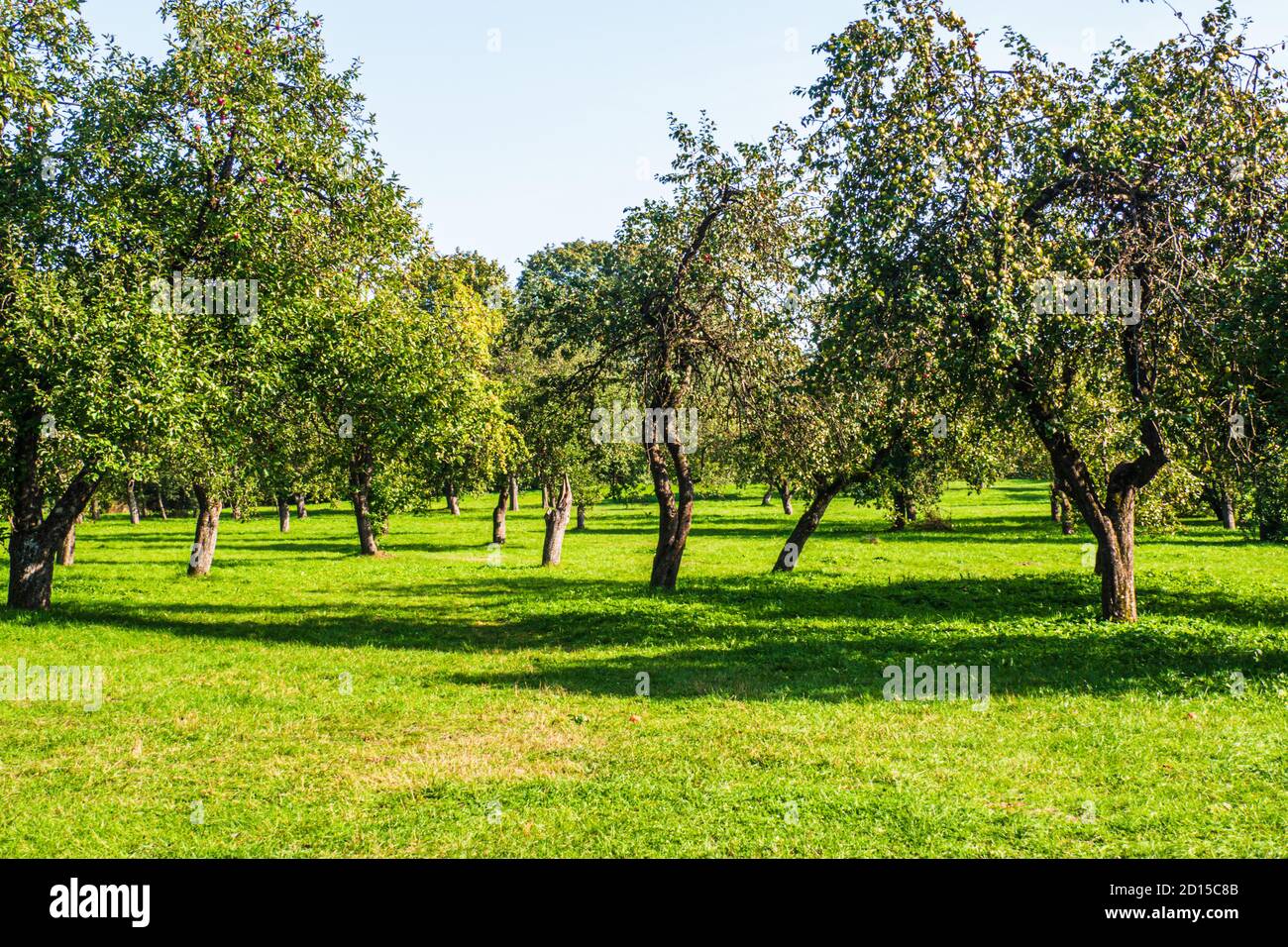 Apple Tree il giorno del sole. Giardino dell'albero della frutta. Le mele mature crescono sull'albero. Produzione di alberi di frutta Foto Stock