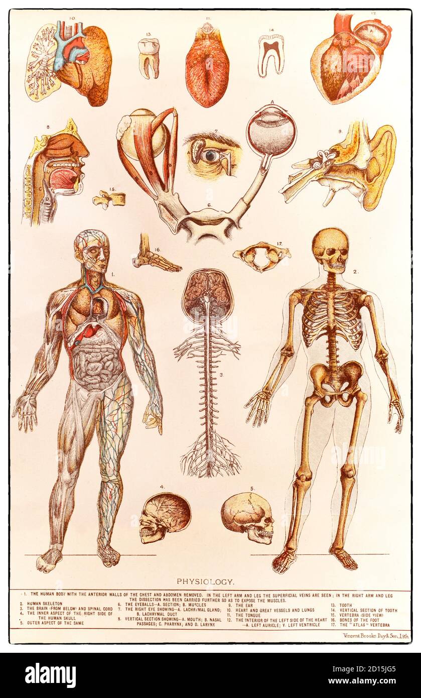 Un grafico della fine del XIX secolo che illustra la fisiologia umana, lo studio di come funziona il corpo umano. Ciò include le funzioni meccaniche, fisiche, bioelettriche e biochimiche degli esseri umani in buona salute, dagli organi alle cellule di cui sono composte. Il corpo umano è costituito da molti sistemi interagenti di organi, alcuni dei quali sono visibili nell'illustrazione. Foto Stock