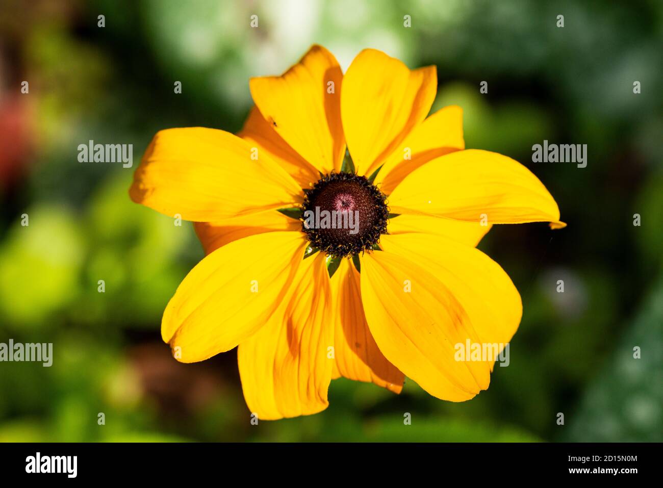 Il fiore di un hirta Rudbeckia ‘Nani rustici misti’ Foto Stock