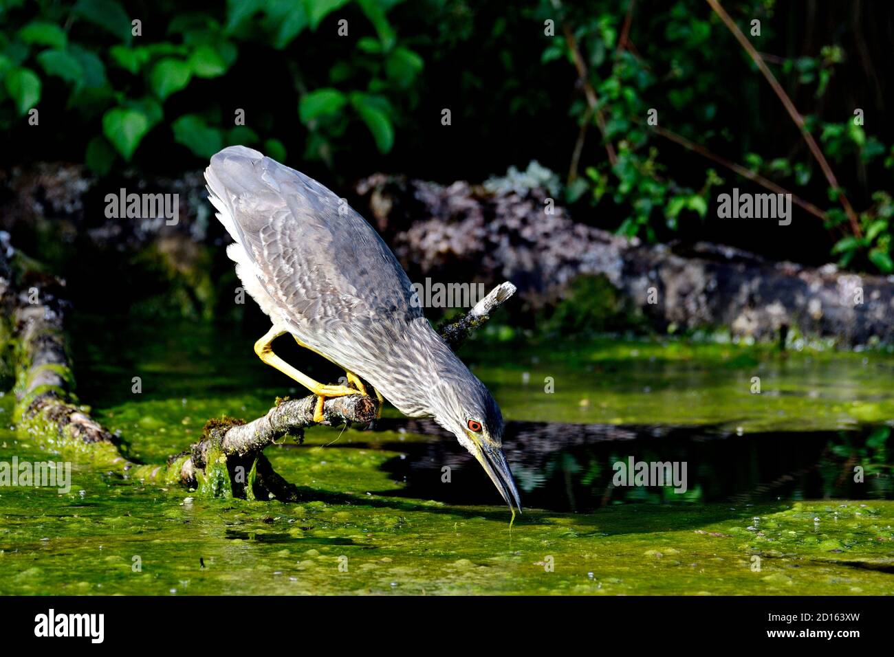 Francia, Doubs, Brognard, espace naturel de l'Allan, Bihoreau gris (Nycticorax nycticorax), immature en chasse Foto Stock