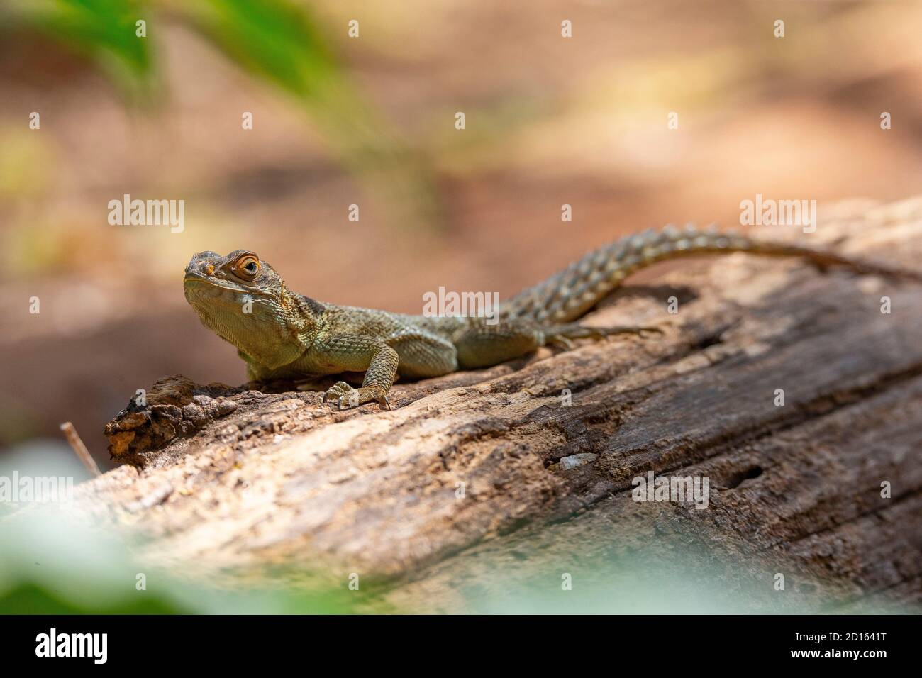 Madagascar, regione Boeny, Parco Nazionale Ankarafantsika, iguana (Oplurus sebae) Foto Stock