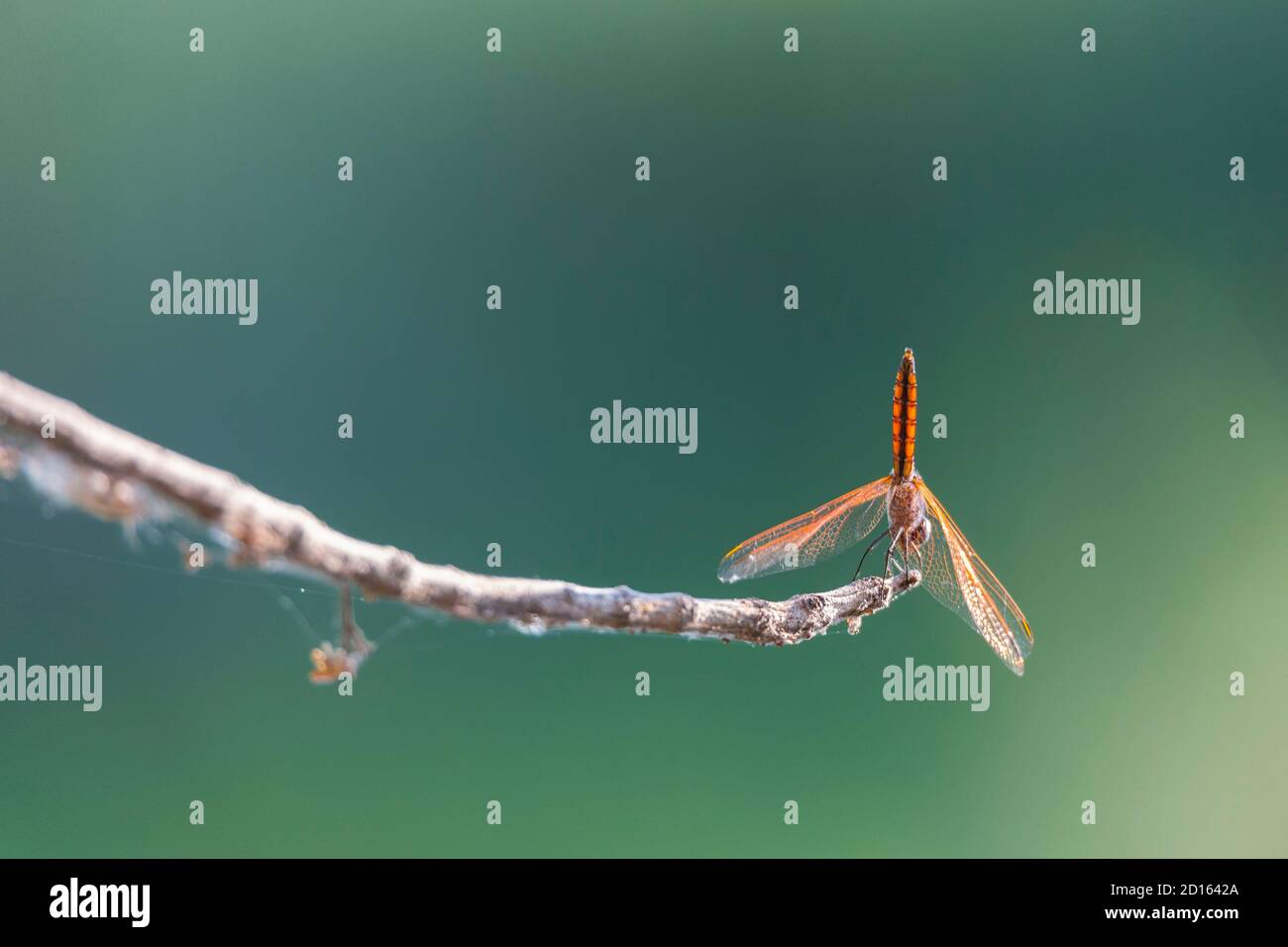 Madagascar, regione Boeny, Parco Nazionale Ankarafantsika, libellula rossa Foto Stock